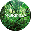moringa